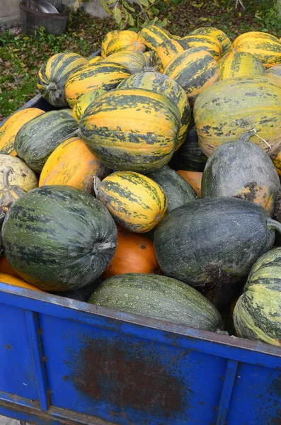 Arkaplan dokusu: bir grup balkabağı. Sonbahar teması, balkabağı koleksiyonu. Bir sürü sarı, turuncu ve yeşil balkabağı. Köyde hasat, parlak sebzeler..