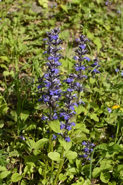 Närbild Blå Blommor Blått Eller Vanligt Bugle Eller Bugleherb Bugleweed — Stockfoto