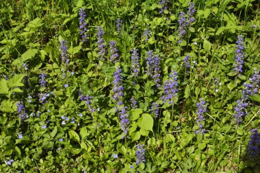 Mavi ya da sıradan borazan, bugleherb, bugleweed, havyar ya da halı bugleweed (Ajuga reptans)