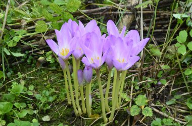 Colchicum autumnale, zehirli bitkiler ve çiçekler. Sonbaharda güzel çiğ çiçekleri (Colchicum autumnale). Colchicum Autumnale çiçekleri, yaygın olarak sonbahar gülü veya çayır safranı olarak bilinir..
