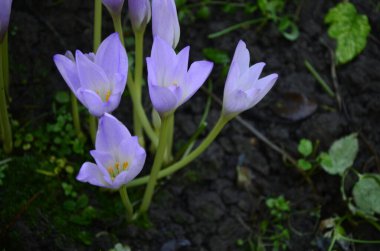 Colchicum autumnale, zehirli bitkiler ve çiçekler. Sonbaharda güzel çiğ çiçekleri (Colchicum autumnale). Colchicum Autumnale çiçekleri, yaygın olarak sonbahar gülü veya çayır safranı olarak bilinir..