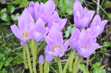 Colchicum autumnale, zehirli bitkiler ve çiçekler. Sonbaharda güzel çiğ çiçekleri (Colchicum autumnale). Colchicum Autumnale çiçekleri, yaygın olarak sonbahar gülü veya çayır safranı olarak bilinir..