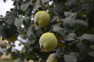 Yeşil yaprakların arasında yetişen olgunlaşmamış bir ayva. Üzerinde genç ayva meyveleri olan yeşil ağaç..