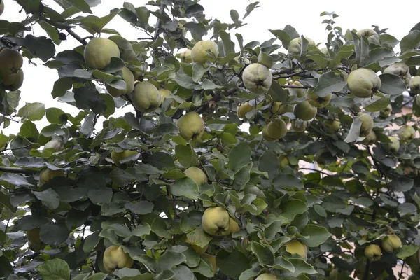 Immature Quince Growing Tree Branch Green Foliage Green Tree Young — Stock Photo, Image