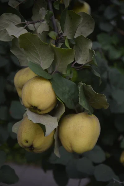 Immature Quince Growing Tree Branch Green Foliage Green Tree Young — Stock Photo, Image