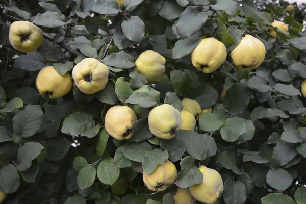 Immature Quince Growing Tree Branch Green Foliage Green Tree Young — Stock Photo, Image