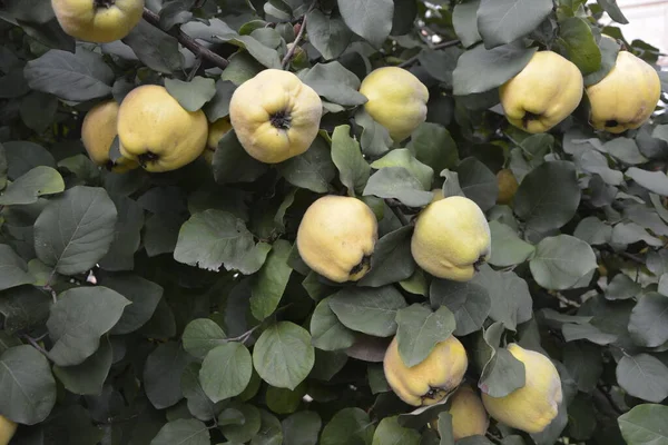 Immature Quince Growing Tree Branch Green Foliage Green Tree Young — Stock Photo, Image