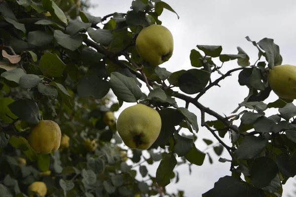 Immature Quince Growing Tree Branch Green Foliage Green Tree Young — Stock Photo, Image