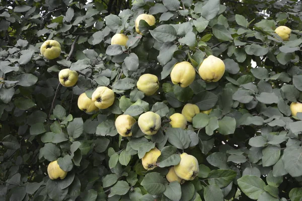 Immature Quince Growing Tree Branch Green Foliage Green Tree Young — Stock Photo, Image