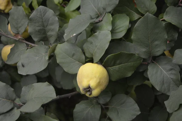 Immature Quince Growing Tree Branch Green Foliage Green Tree Young — Stock Photo, Image