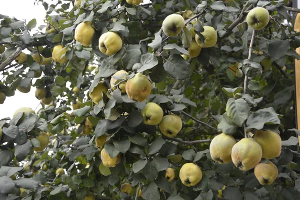 Immature Quince Growing Tree Branch Green Foliage Green Tree Young — Stock Photo, Image