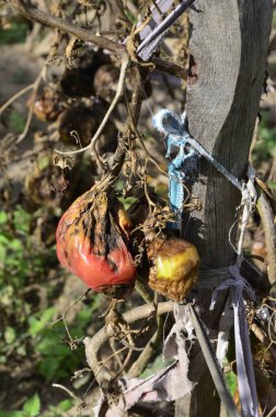 Sonbaharda hasattan sonra çürümüş domatesler kuru dallar ve domates çalıları üzerinde. Bozuk hasat konsepti