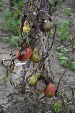 Sonbaharda hasattan sonra çürümüş domatesler kuru dallar ve domates çalıları üzerinde. Bozuk hasat konsepti