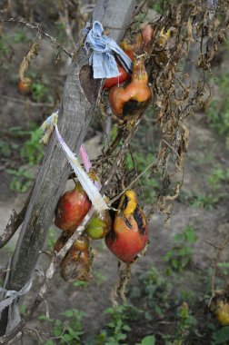 Sonbaharda hasattan sonra çürümüş domatesler kuru dallar ve domates çalıları üzerinde. Bozuk hasat konsepti