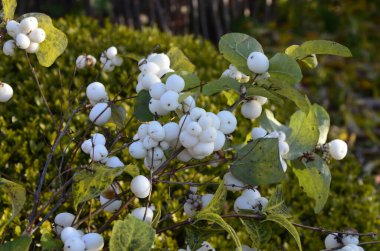 Beyaz böğürtlenli Symphoricarpos albusu (yaygın kardudu). Caprifoliaceae veya hanımeli ailesi.