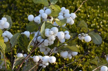 Beyaz böğürtlenli Symphoricarpos albusu (yaygın kardudu). Caprifoliaceae veya hanımeli ailesi.