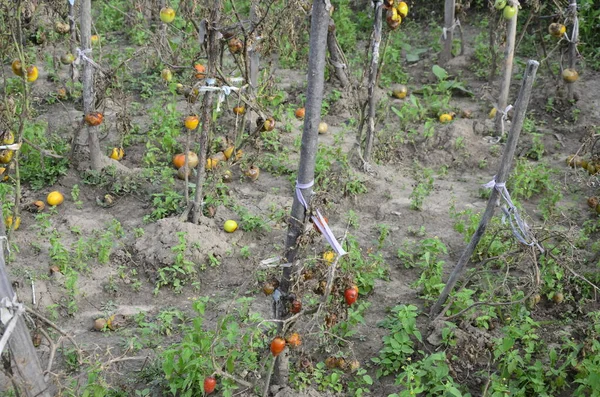 Rotten spoiled tomatoes on dry branches and bushes of tomatoes after ...
