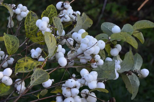 Symphoricarpos Albus Mûre Commune Plante Avec Des Baies Blanches Famille — Photo