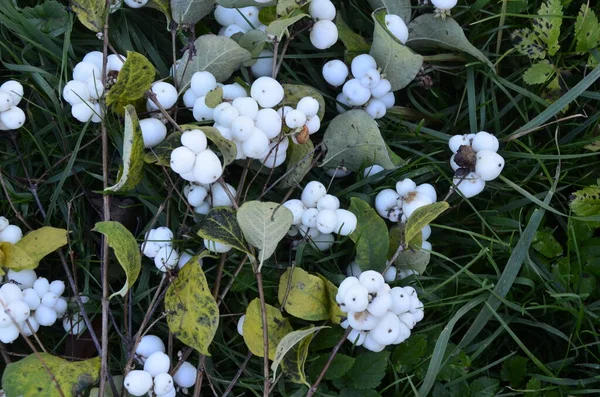 Symphoricarpos Albus Mûre Commune Plante Avec Des Baies Blanches Famille — Photo