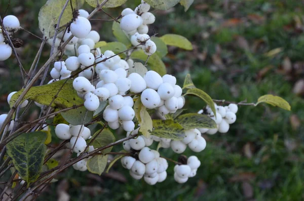 Beyaz Böğürtlenli Symphoricarpos Albusu Yaygın Kardudu Caprifoliaceae Veya Hanımeli Ailesi — Stok fotoğraf