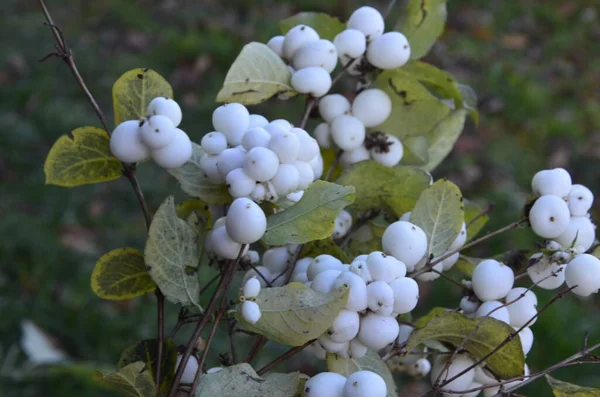 Symphoricarpos Albus Mûre Commune Plante Avec Des Baies Blanches Famille — Photo