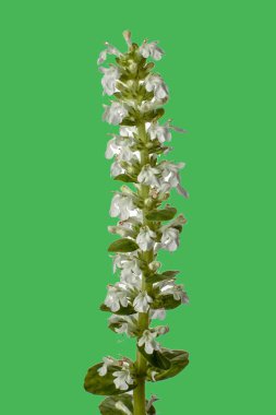 Çiçek açan bitkiler Stachys recta (sert hedgenettle, uzun ömürlü sarı woundwort). Taze yapraklar ve Stachys Recta bitkisinin beyaz cilvesi. İzole edilmiş..