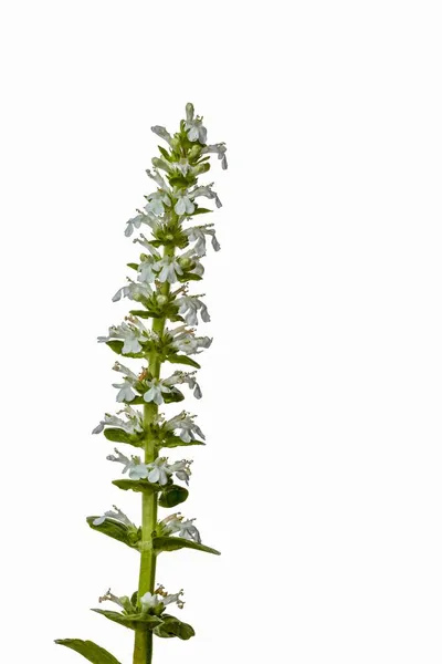 Blühende Blumen Pflanzen Stachys Recta Steifer Igel Mehrjährige Gelbwulst Frische — Stockfoto