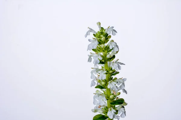 Virágzó Virágok Növények Stachys Recta Merev Sövény Évelő Sárga Sebhely — Stock Fotó