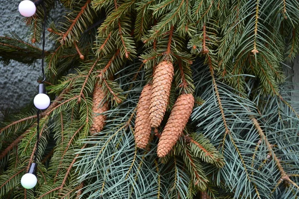 Fundo Férias Ramos Árvore Natal Abeto Zimbro Abeto Larício Cones — Fotografia de Stock