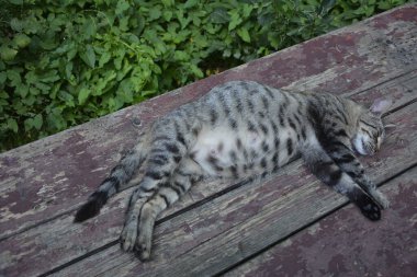 Hamile kedi dinleniyor. Koca göbekli Calico kedisi. Hamile kedi dinleniyor. Koca göbekli kedi betonun üzerinde yatıyor..