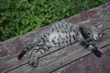 Hamile kedi dinleniyor. Koca göbekli Calico kedisi. Hamile kedi dinleniyor. Koca göbekli kedi betonun üzerinde yatıyor..