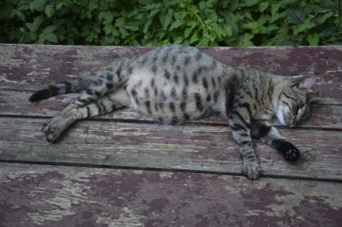 Hamile kedi dinleniyor. Koca göbekli Calico kedisi. Hamile kedi dinleniyor. Koca göbekli kedi betonun üzerinde yatıyor..