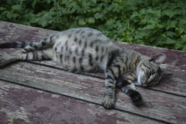 Hamile kedi dinleniyor. Koca göbekli Calico kedisi. Hamile kedi dinleniyor. Koca göbekli kedi betonun üzerinde yatıyor..