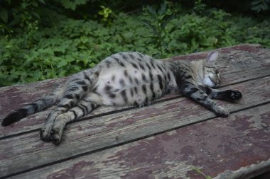 Hamile kedi dinleniyor. Koca göbekli Calico kedisi. Hamile kedi dinleniyor. Koca göbekli kedi betonun üzerinde yatıyor..