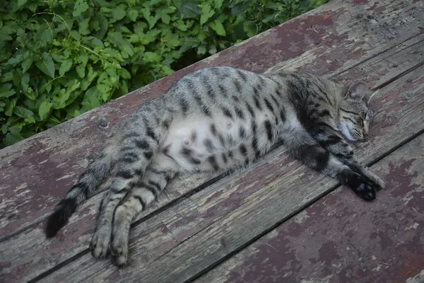 Hamile Kedi Dinleniyor Koca Göbekli Calico Kedisi Hamile Kedi Dinleniyor — Stok fotoğraf