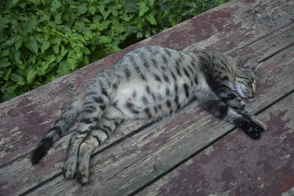 Pregnant Cat Resting Calico Cat Big Belly Lying Pregnant Cat — Stock Photo, Image