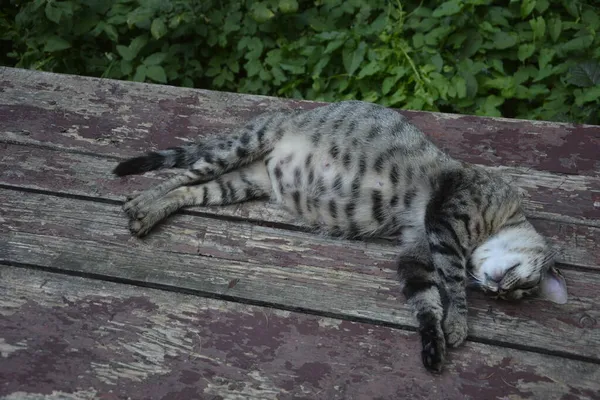 Беременная Кошка Отдыхает Калико Кошка Большим Животом Лежит Беременная Кошка — стоковое фото