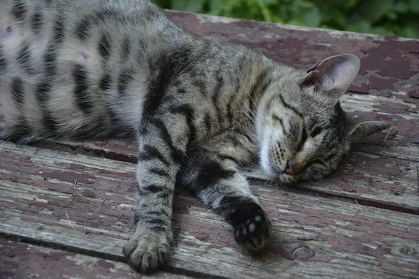 Έγκυος Γάτα Ξεκουράζεται Calico Γάτα Μια Μεγάλη Κοιλιά Που Βρίσκεται — Φωτογραφία Αρχείου