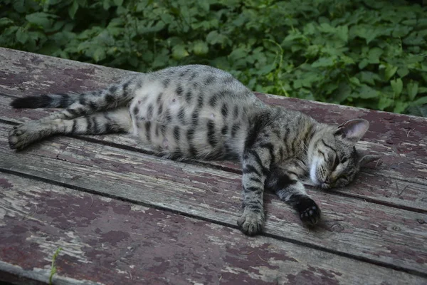 Schwangere Katze Rastet Aus Calico Katze Mit Dickem Bauch Auf — Stockfoto