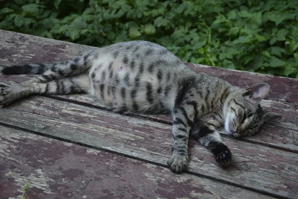 Schwangere Katze Rastet Aus Calico Katze Mit Dickem Bauch Auf — Stockfoto