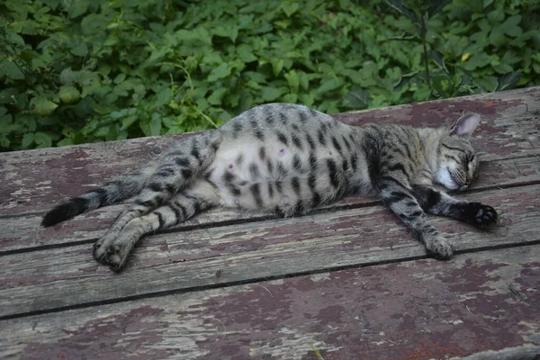 Вагітна Кішка Відпочиває Каліко Кіт Великим Животом Лежить Вагітна Кішка — стокове фото