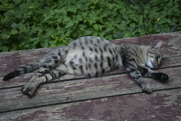 Schwangere Katze Rastet Aus Calico Katze Mit Dickem Bauch Auf — Stockfoto
