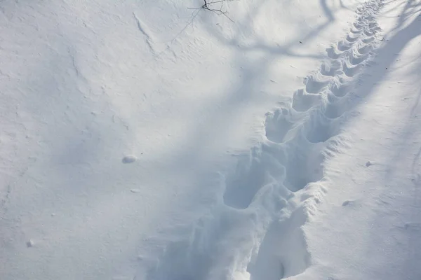 Human Feet Traces Snow Footprints Alley Snow Winter Background Snow — Stock Photo, Image