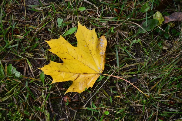 Leuchtend Rotes Und Gelbes Herbst Ahornblatt Auf Dem Boden Zwischen — Stockfoto