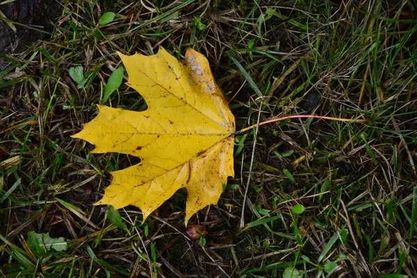 Leuchtend Rotes Und Gelbes Herbst Ahornblatt Auf Dem Boden Zwischen — Stockfoto