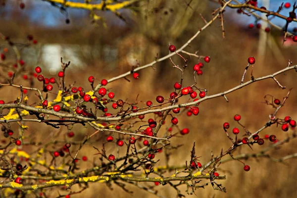 Red Berries Autumn Garden Red Fruits Crataegus Monogyna Known Hawthorn — Stock Photo, Image