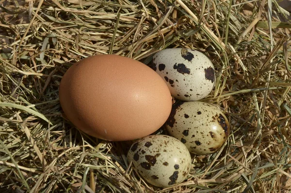 Oeufs Poulet Dinde Caille Vintage Dans Bol Bois — Photo