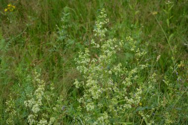 Galium mollugo, Rubiaceae familyasına ait otçul bir bitki türü. Küçük beyaz çit yatak örtüsü çiçekleri veya sahte bebek nefesi (Galium mollugo).