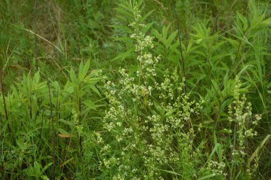 Galium mollugo, Rubiaceae familyasına ait otçul bir bitki türü. Küçük beyaz çit yatak örtüsü çiçekleri veya sahte bebek nefesi (Galium mollugo).