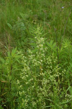 Galium mollugo, Rubiaceae familyasına ait otçul bir bitki türü. Küçük beyaz çit yatak örtüsü çiçekleri veya sahte bebek nefesi (Galium mollugo).